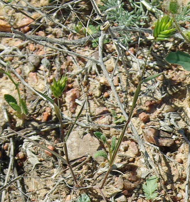 Image of Eremopyrum triticeum specimen.