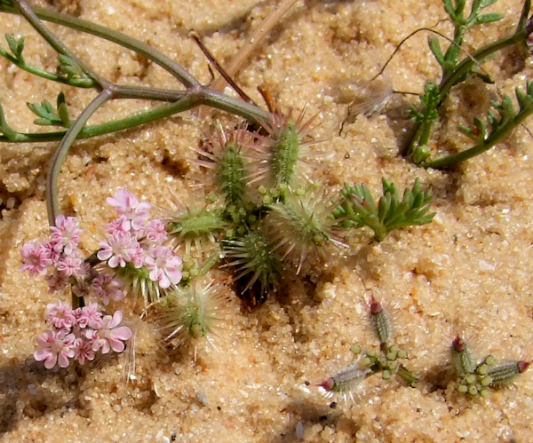 Image of Pseudorlaya pumila specimen.