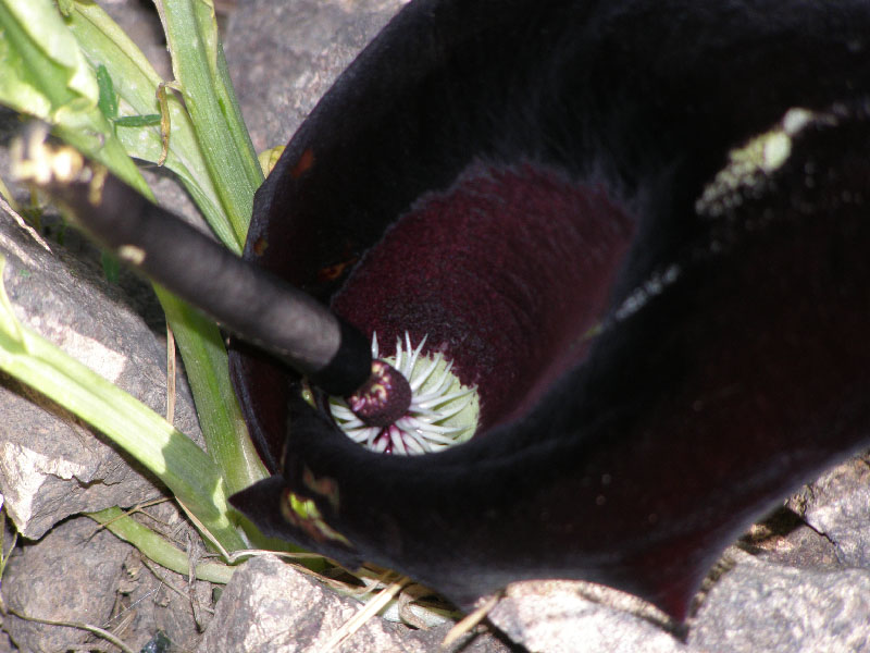 Image of Eminium lehmannii specimen.