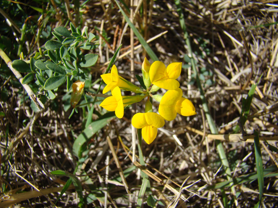 Image of genus Lotus specimen.