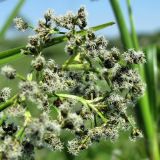 Scirpus sylvaticus