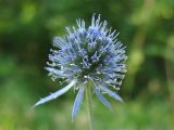 Eryngium planum. Соцветие. Украина, Львовская обл., луговой склон. 2 сентября 2008 г.