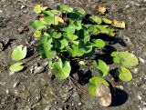 Nymphaea alba