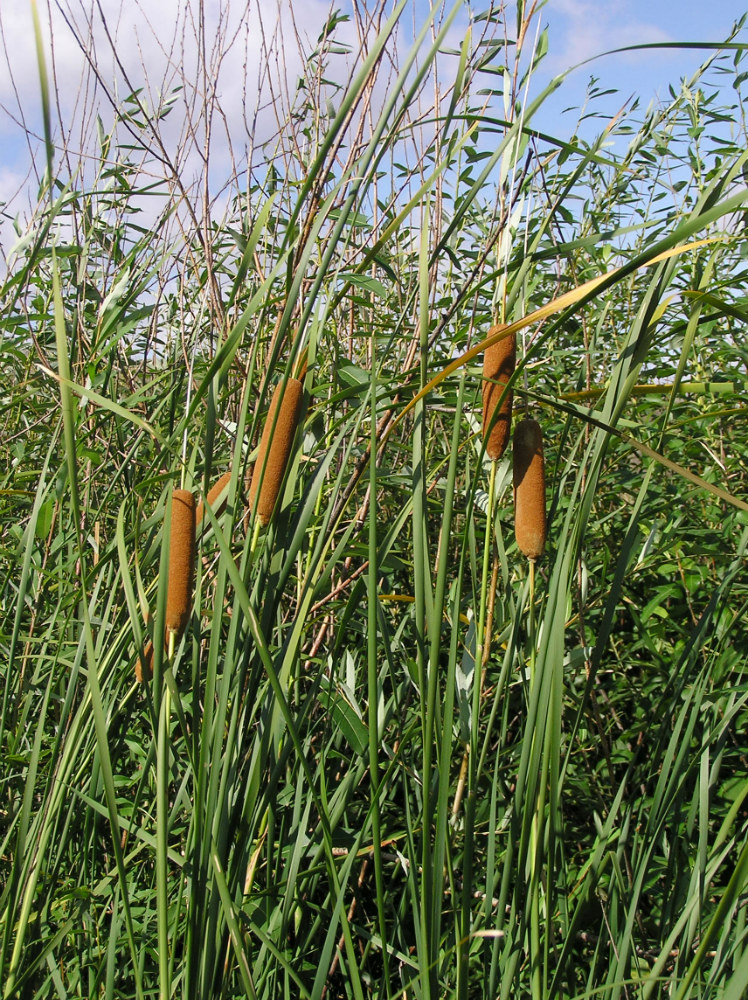 Изображение особи Typha tichomirovii.