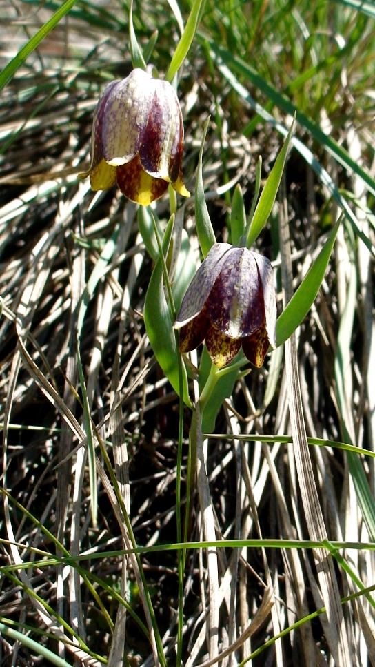 Изображение особи Fritillaria kurdica.