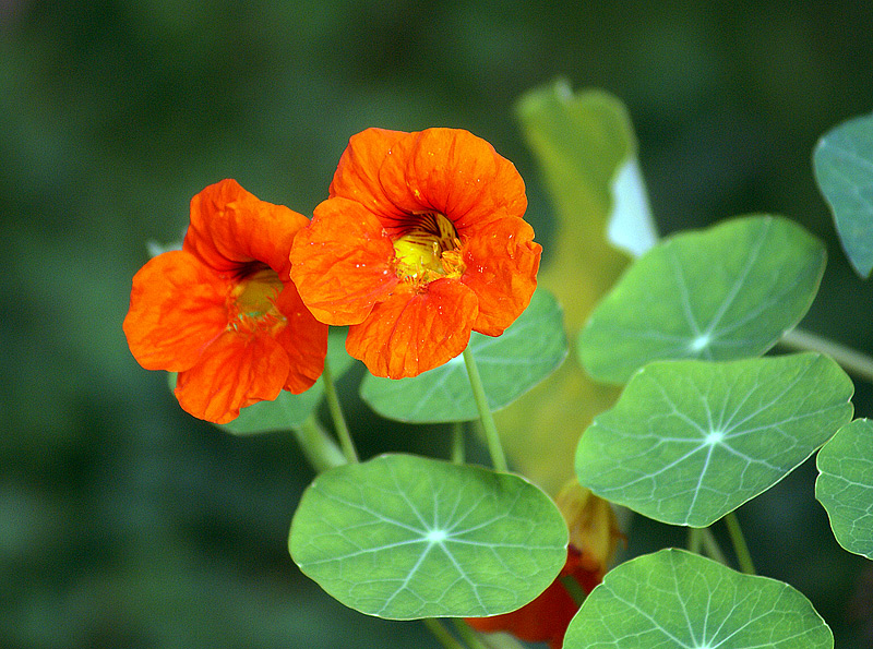 Изображение особи Tropaeolum majus.