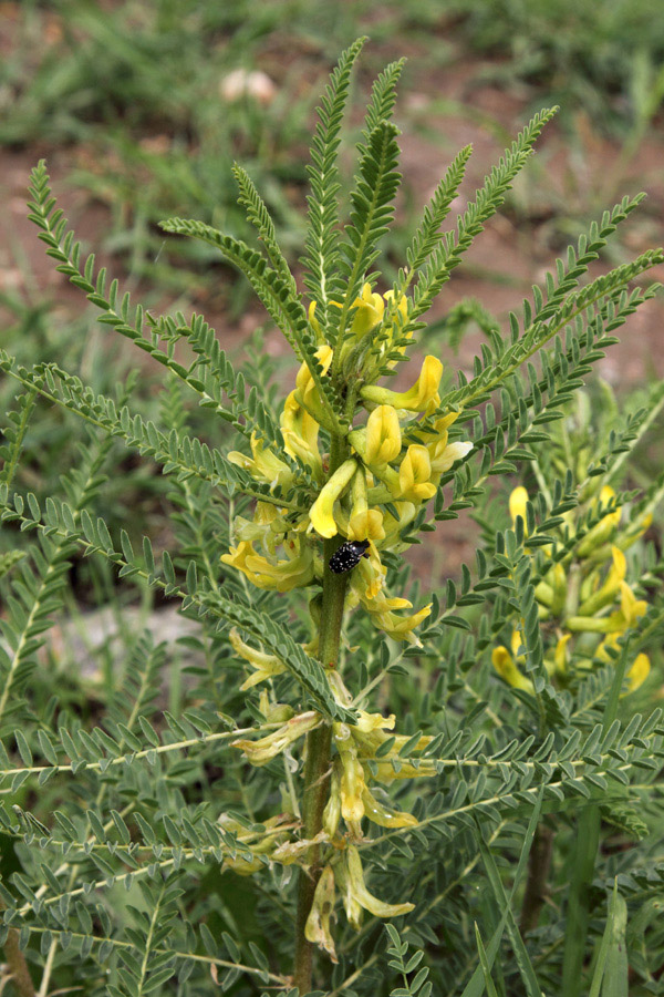 Image of Astragalus turkestanus specimen.