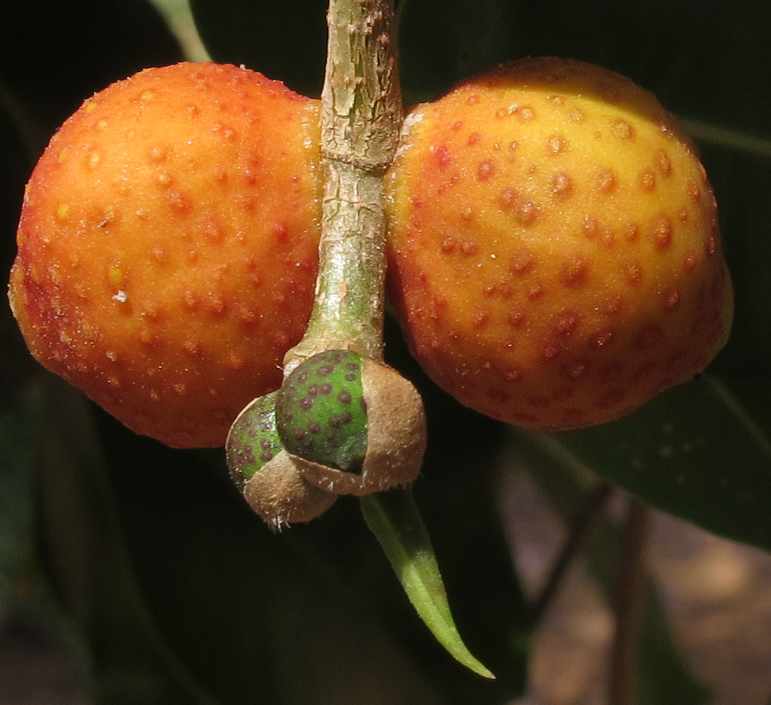 Изображение особи Ficus benjamina.