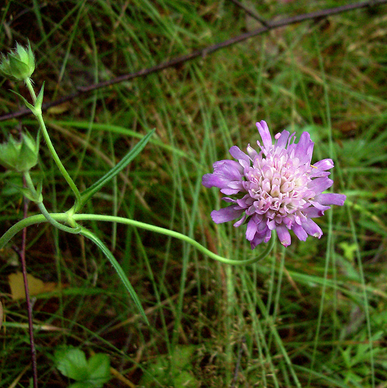 Изображение особи Knautia arvensis.