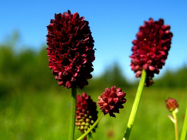 Изображение особи Sanguisorba officinalis.