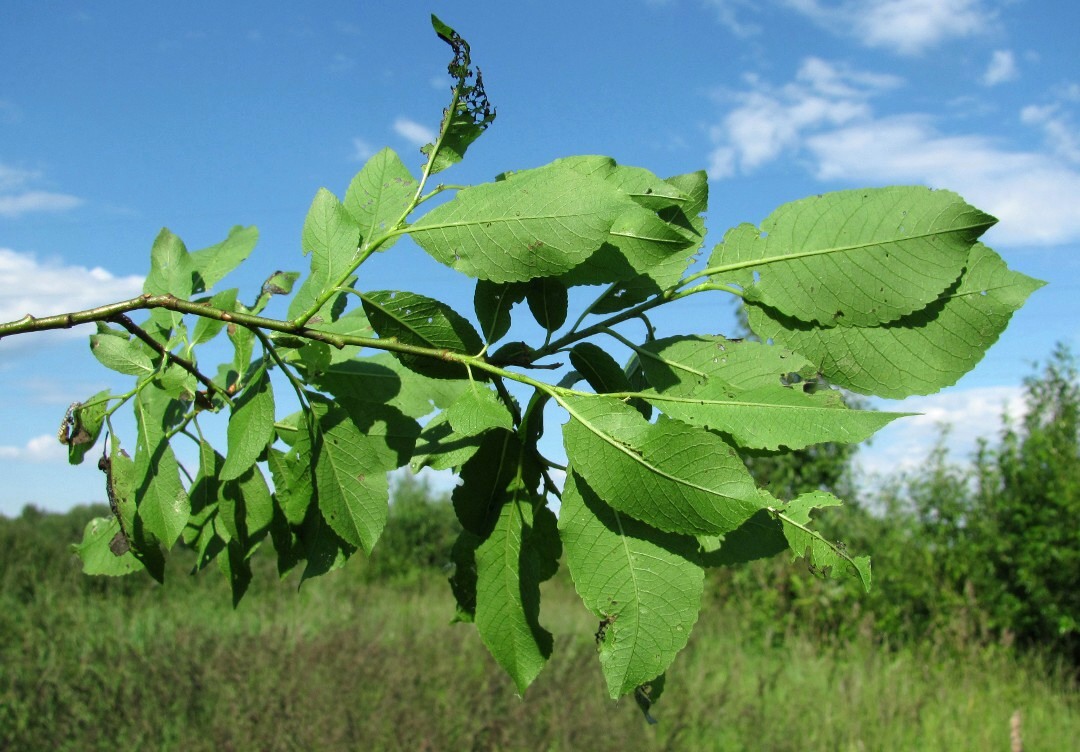 Image of Salix myrsinifolia specimen.