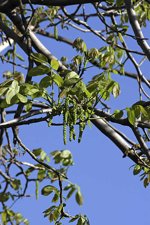 Изображение особи Juglans regia.