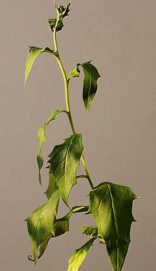 Image of Hieracium sabaudum specimen.