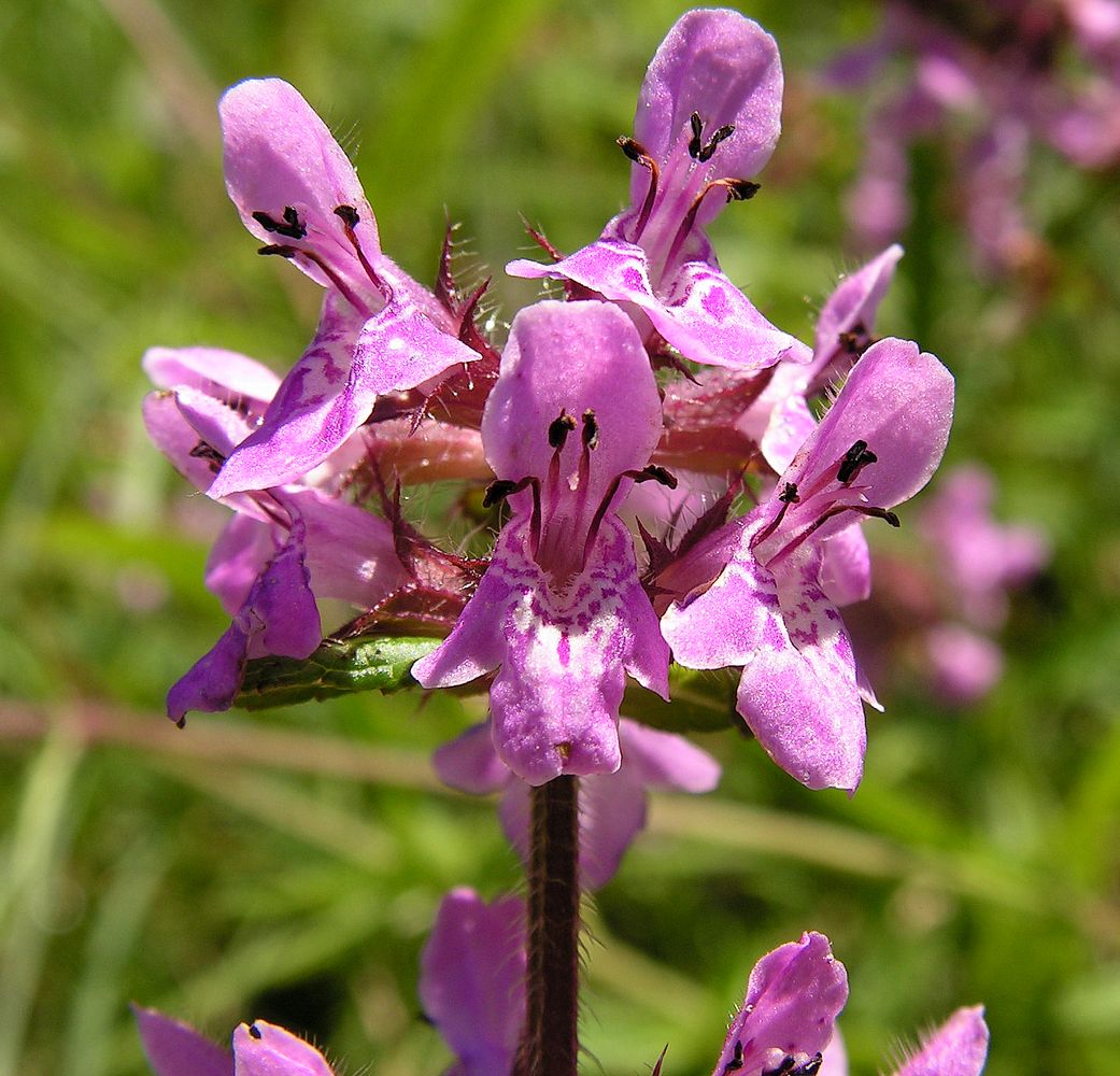 Image of Stachys aspera specimen.