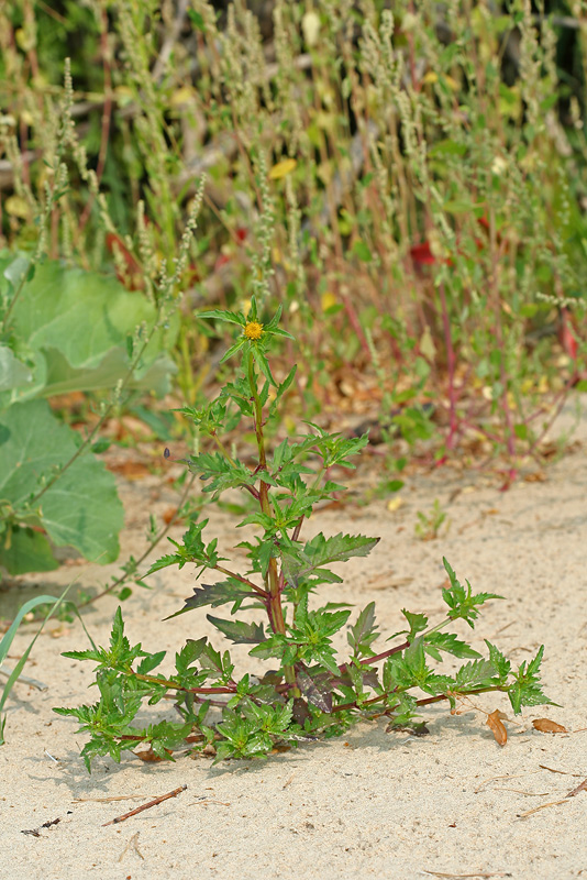 Изображение особи Bidens radiata.