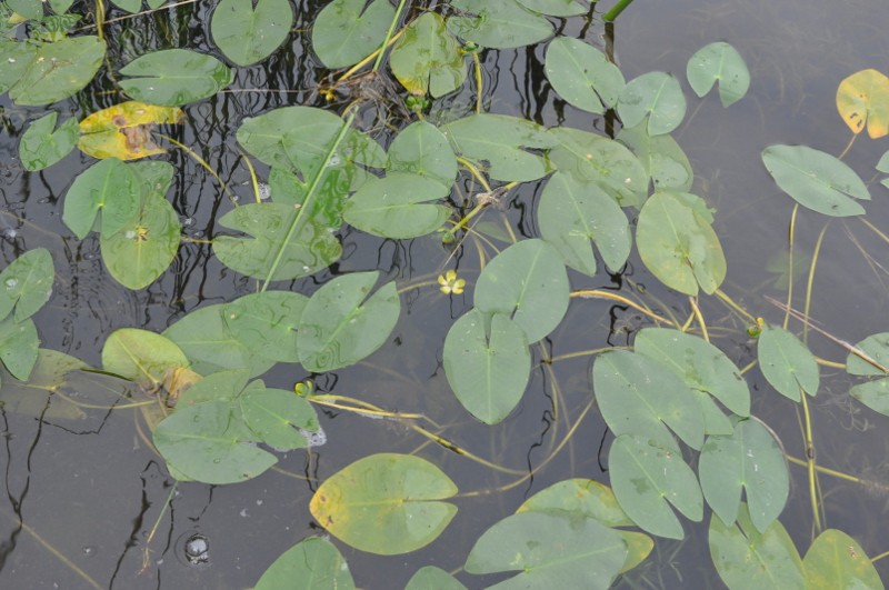 Image of Nuphar pumila specimen.