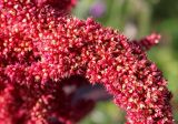 Amaranthus hypochondriacus. Часть соцветия. Германия, г. Krefeld, ботанический сад. 16.09.2012.