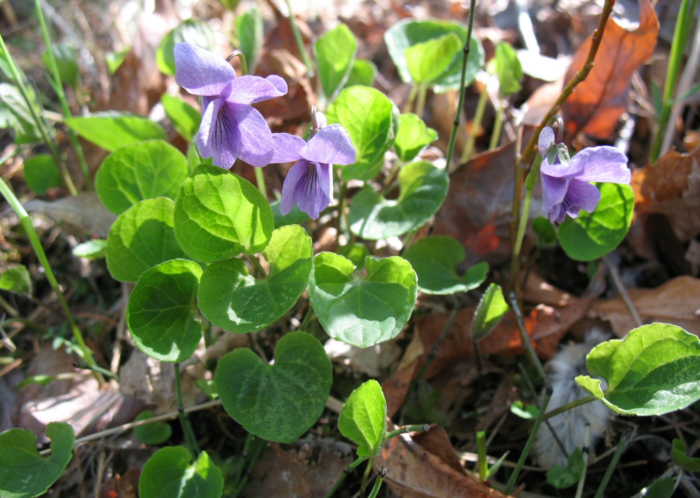 Изображение особи Viola epipsiloides.