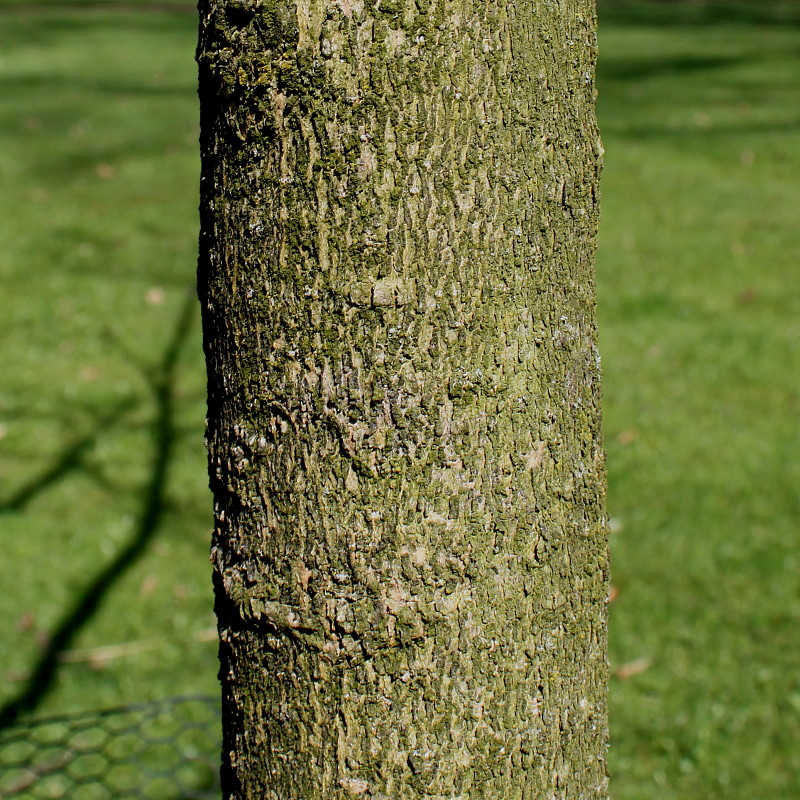 Image of Magnolia macrophylla specimen.