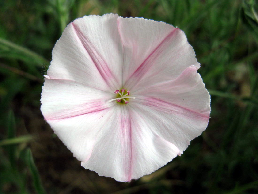 Image of Convolvulus cantabrica specimen.