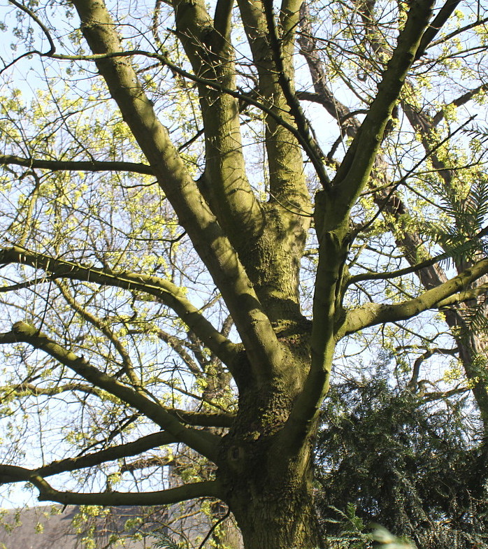 Image of Acer monspessulanum specimen.