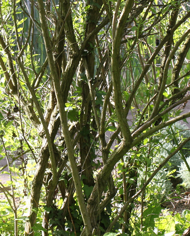 Image of Baccharis halimifolia specimen.