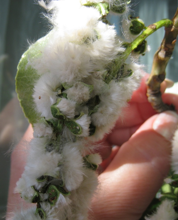 Image of Populus balsamifera specimen.