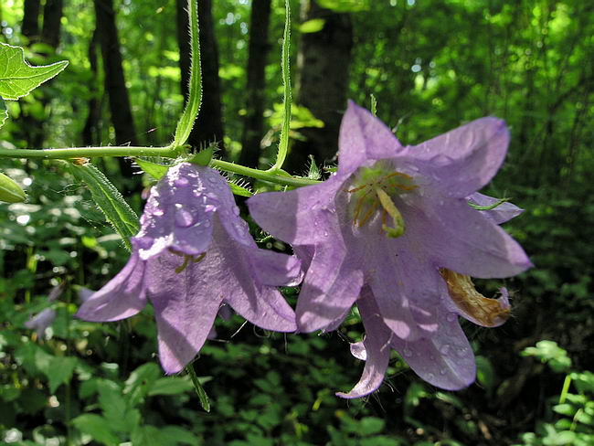 Image of Campanula trachelium specimen.