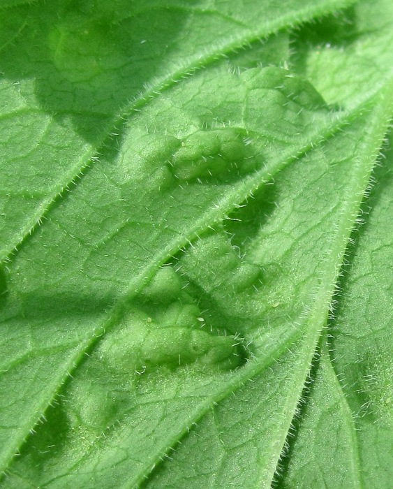 Image of Aegopodium podagraria specimen.