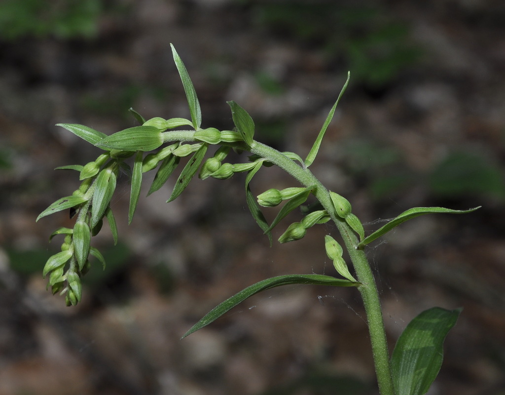 Image of Epipactis helleborine ssp. degenii specimen.