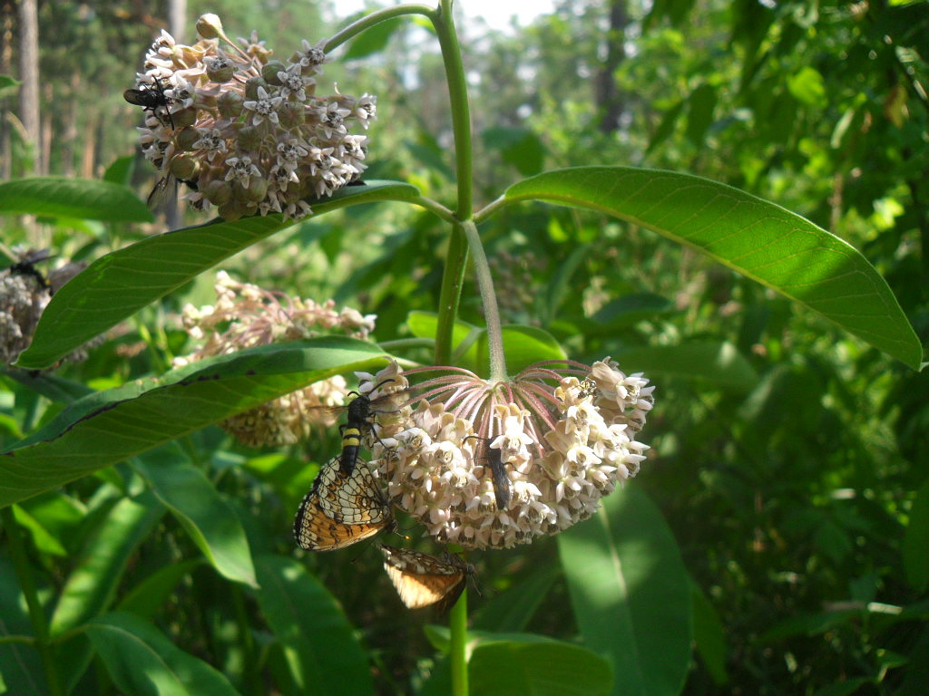 Изображение особи Asclepias syriaca.