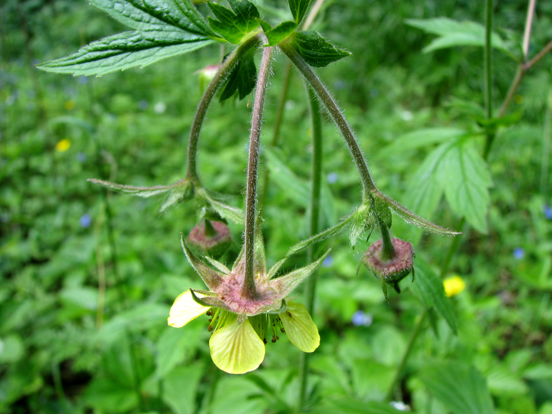 Image of Geum &times; intermedium specimen.