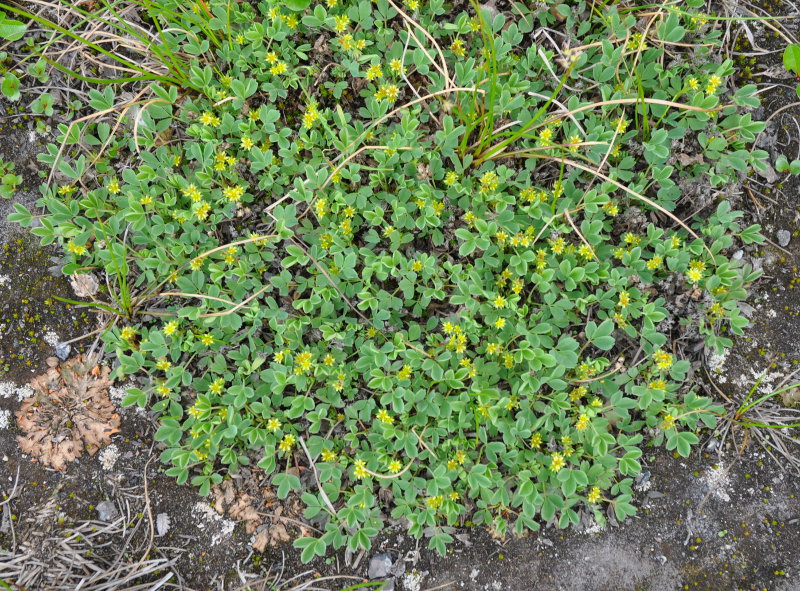 Image of Sibbaldia procumbens specimen.