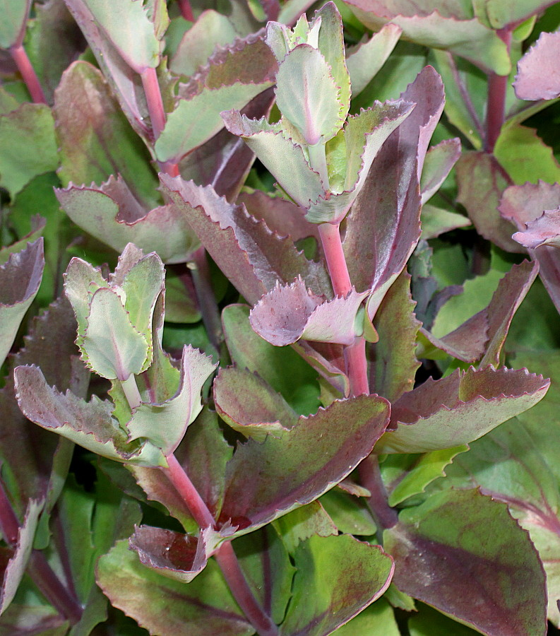 Image of Hylotelephium triphyllum specimen.