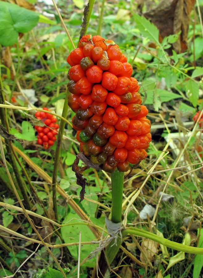 Изображение особи Arisaema robustum.