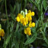 Lathyrus pratensis