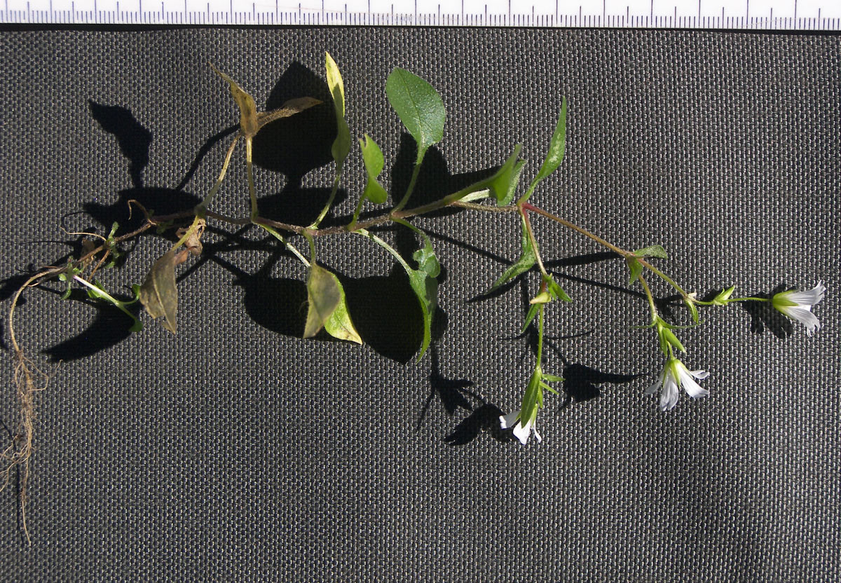 Image of Cerastium holosteum var. meyerianum specimen.