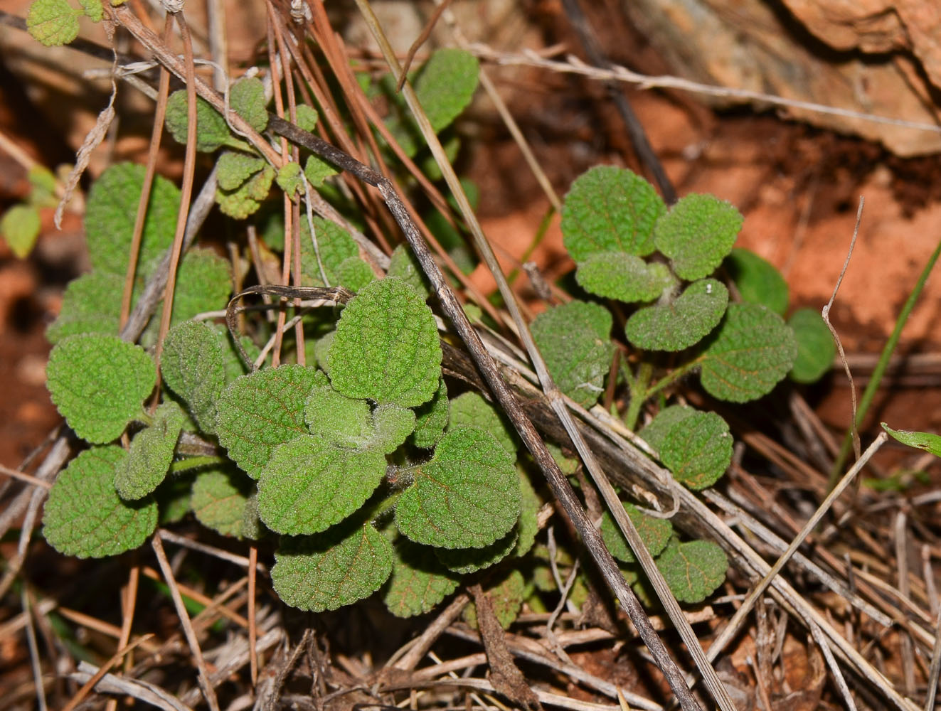 Image of Ballota saxatilis specimen.