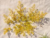 Tetraena simplex. Цветущее растение. Сокотра, залив Шуаб, песчаный склон. 04.01.2014.