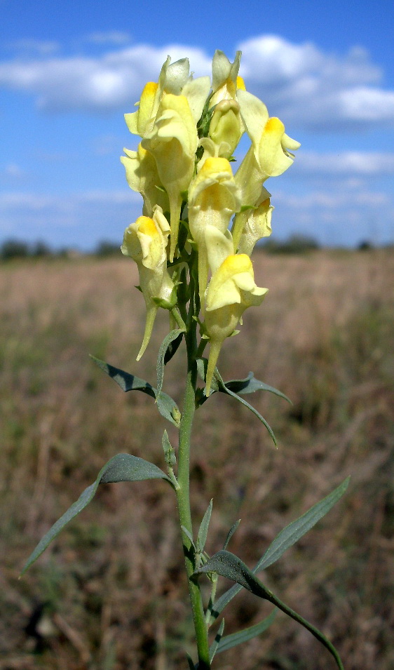 Image of Linaria vulgaris specimen.