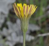 Leontodon biscutellifolius