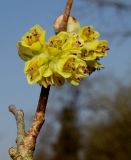 Corylopsis veitchiana