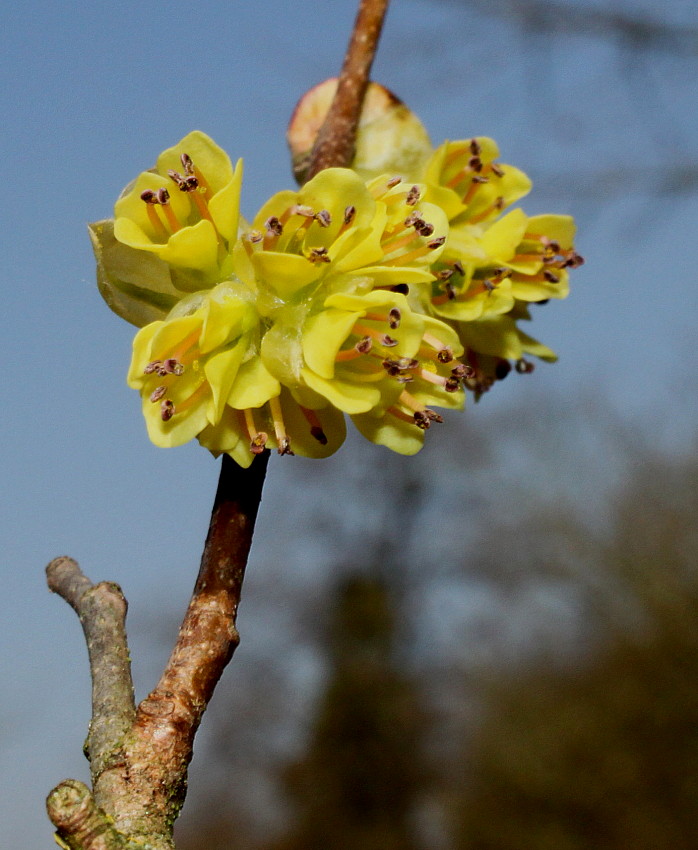 Image of Corylopsis veitchiana specimen.