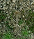 Lamyra echinocephala
