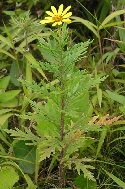 Изображение особи Senecio argunensis.