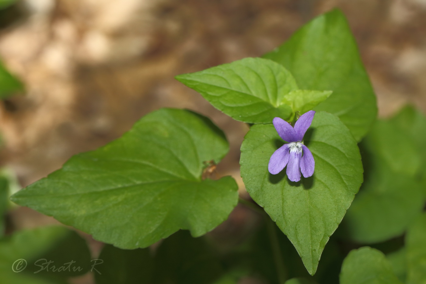 Image of Viola reichenbachiana specimen.