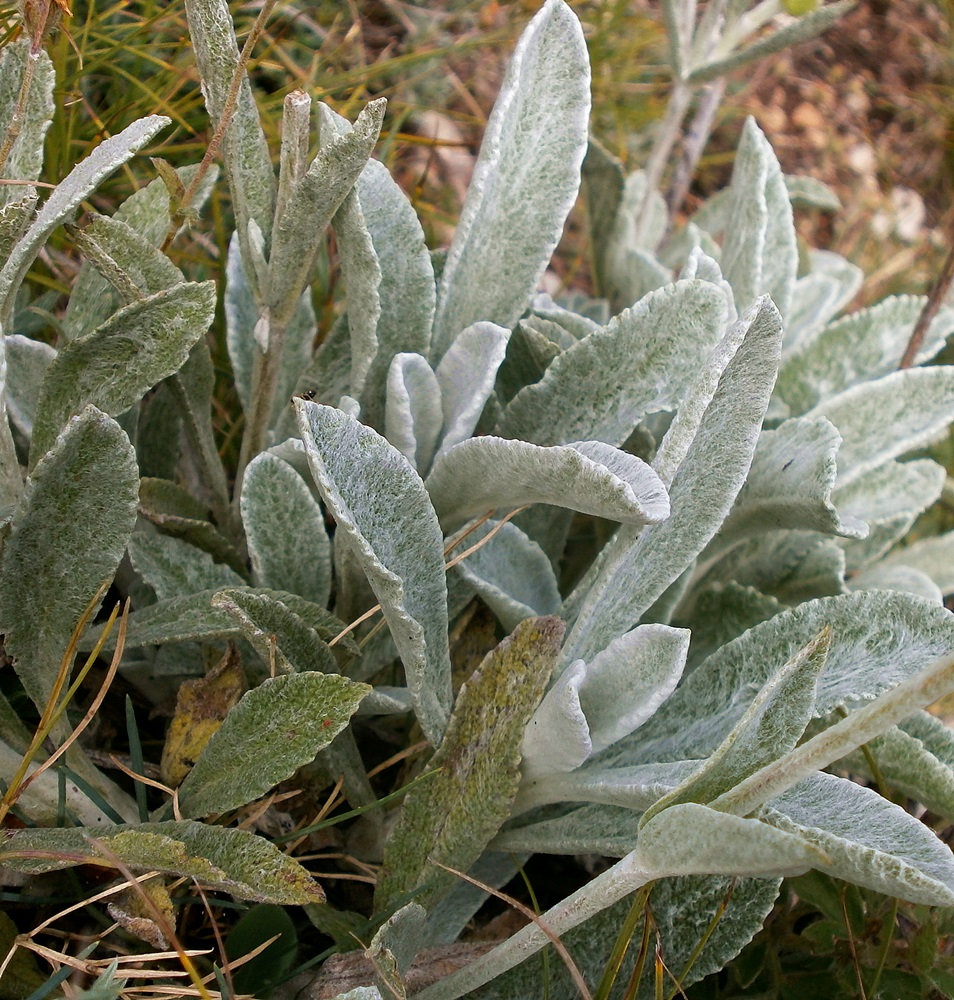 Image of Sideritis catillaris specimen.