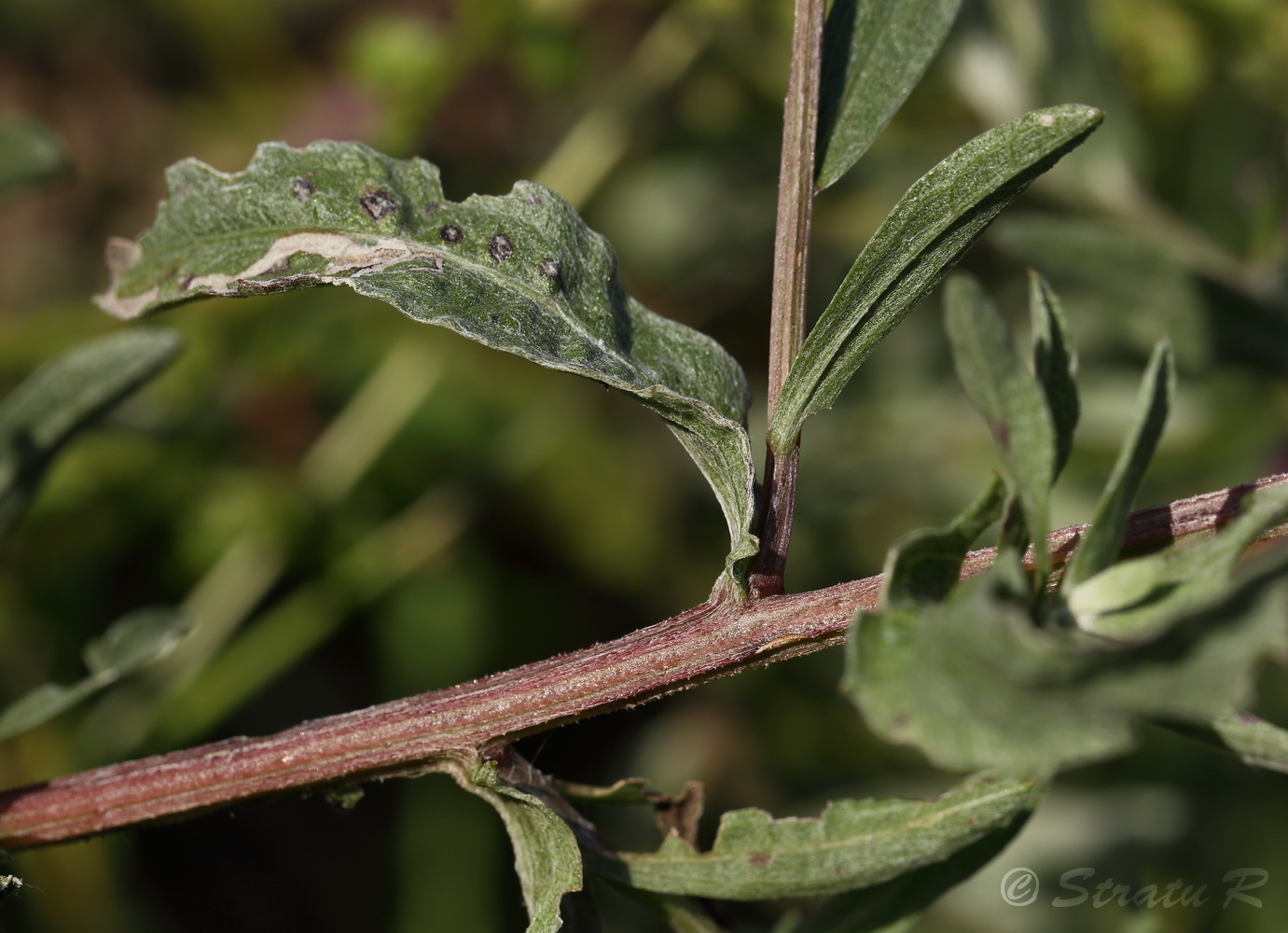 Image of Centaurea jacea specimen.