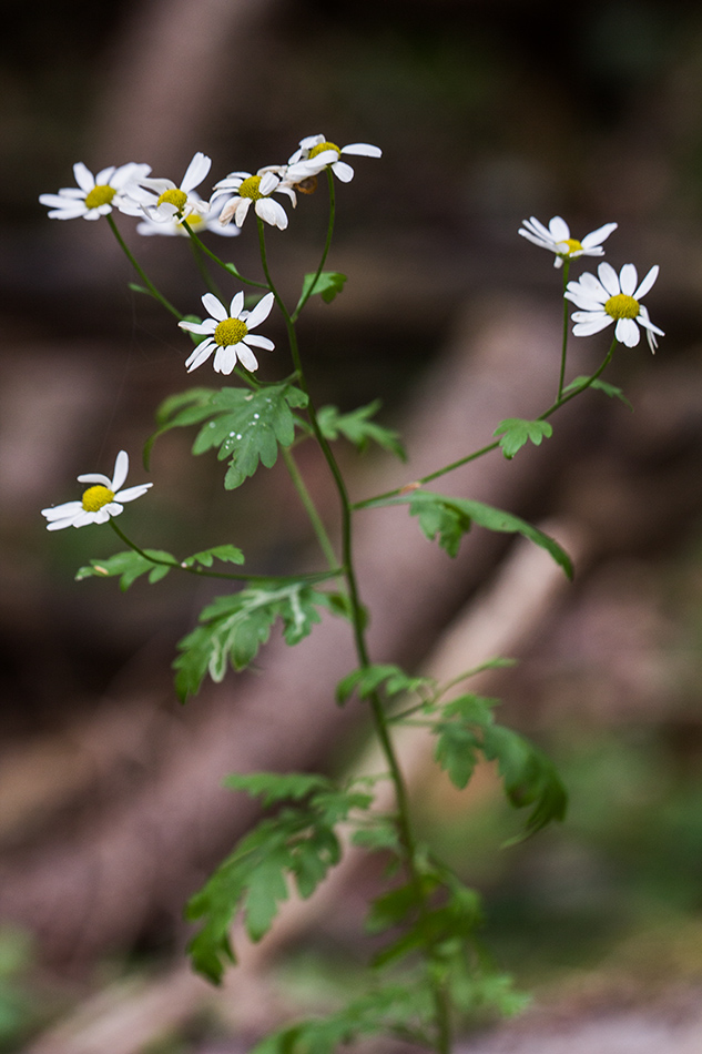 Изображение особи Pyrethrum parthenifolium.