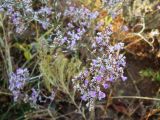 Limonium bungei. Верхушка цветущего растения. Волгоградская обл., Николаевский р-н, г. Николаевск, прибрежный участок (склон берега, береговая терраса) р. Волга. 27.09.2014.